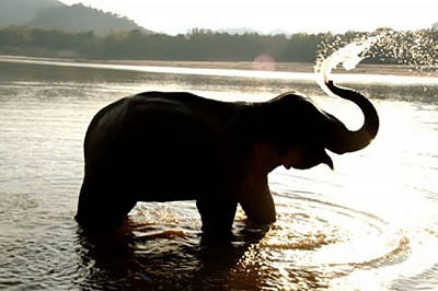 Lào quốc gia Triệu Voi: Huyền Bí Và Sức Mạnh Trong Lịch Sử Lào quốc gia Triệu Voi: Huyền Bí Và Sức Mạnh Trong Lịch Sử