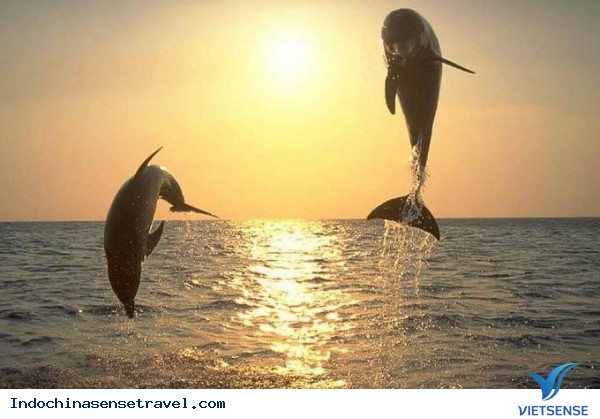 Khám phá Campuchia cùng với đàn cá heo nước ngọt Khám phá Campuchia cùng với đàn cá heo nước ngọt