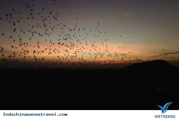 Thăm động dơi Battambang lúc hoàng hôn