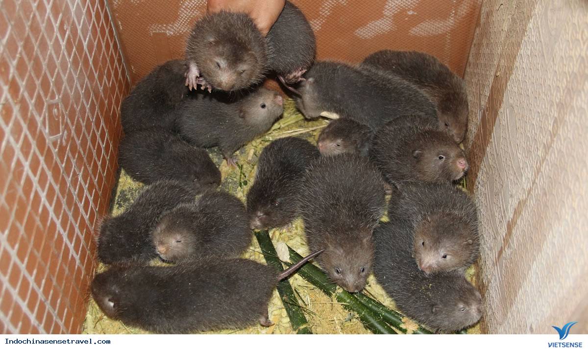 ký sự bắc việt thượng lào