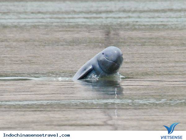Điểm tham quan cá heo tại đoạn sông huyện Sambo Điểm tham quan cá heo tại đoạn sông huyện Sambo