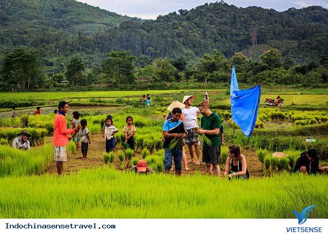 Làm ruộng cùng nông dân